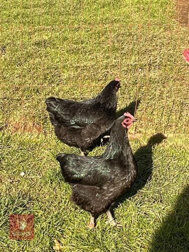 3 BLACK AUSTRALORP BANTAM POL PULLETS - BIDS PER LIFE
