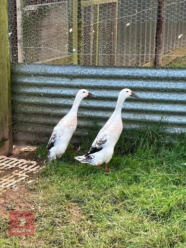 2 SILVER INDIAN RUNNER POL DUCKS - BIDS PER LIFE