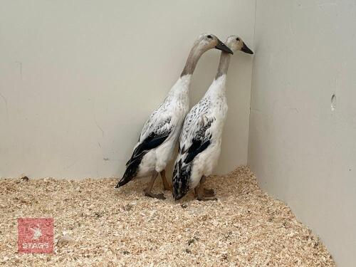 2 SILVER INDIAN RUNNER POL DUCKS - BIDS PER LIFE