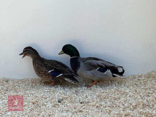 PAIR OF MALLARD CALL DUCKS - BIDS PER LIFE