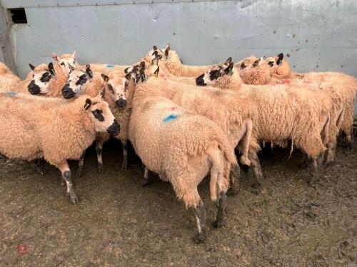 14 KERRY HILL IN-LAMB EWES - BIDS PER LIFE
