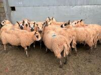 14 KERRY HILL IN-LAMB EWES - BIDS PER LIFE - 3