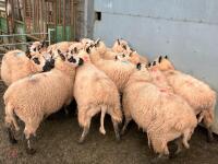14 KERRY HILL IN-LAMB EWES - BIDS PER LIFE - 4