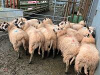 14 KERRY HILL IN-LAMB EWES - BIDS PER LIFE - 5
