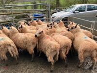 14 KERRY HILL IN-LAMB EWES - BIDS PER LIFE - 6