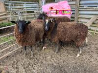4 X 4T ZWARTBLES IN LAMB EWES - BIDS PER LIFE