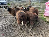 4 X 4T ZWARTBLES IN LAMB EWES - BIDS PER LIFE - 2