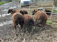 4 X 4T ZWARTBLES IN LAMB EWES - BIDS PER LIFE - 3