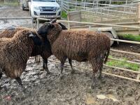4 X 4T ZWARTBLES IN LAMB EWES - BIDS PER LIFE - 4