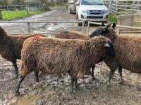 4 X 4T ZWARTBLES IN LAMB EWES - BIDS PER LIFE - 5