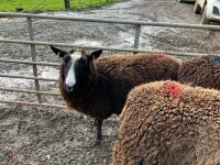 4 X 4T ZWARTBLES IN LAMB EWES - BIDS PER LIFE - 6