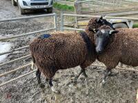 4 X 4T ZWARTBLES IN LAMB EWES - BIDS PER LIFE - 7