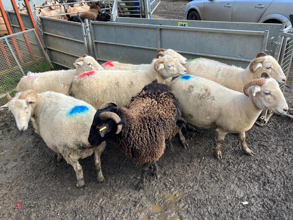7 X 4T WILTSHIRE HORN IN-LAMB EWES - BIDS PER LIFE
