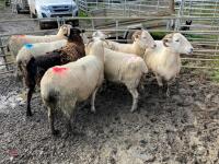 7 X 4T WILTSHIRE HORN IN-LAMB EWES - BIDS PER LIFE - 3
