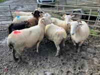 7 X 4T WILTSHIRE HORN IN-LAMB EWES - BIDS PER LIFE - 4