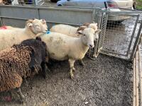 7 X 4T WILTSHIRE HORN IN-LAMB EWES - BIDS PER LIFE - 7