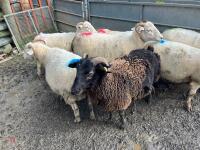 7 X 4T WILTSHIRE HORN IN-LAMB EWES - BIDS PER LIFE - 8