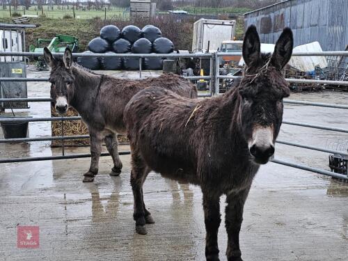 2 X JENNY DONKEYS - BIDS PER LIFE