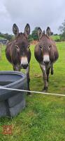 2 X JENNY DONKEYS - BIDS PER LIFE - 2