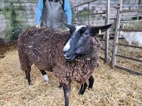 FM PUREBRED ZWARBLE & EWE LAMB AT FOOT - BIDS FOR THE GROUP