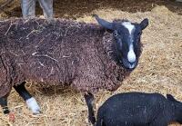 FM PUREBRED ZWARBLE & EWE LAMB AT FOOT - BIDS FOR THE GROUP - 2