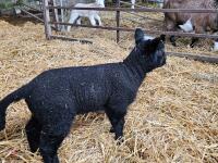 FM PUREBRED ZWARBLE & EWE LAMB AT FOOT - BIDS FOR THE GROUP - 3