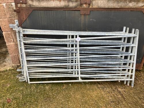6 GALV 6' IAE SHEEP HURDLES (16)