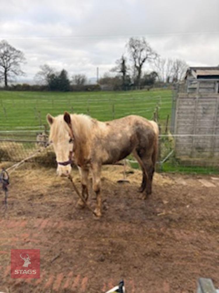 17MO 11HH DARTMOOR COLT PONY