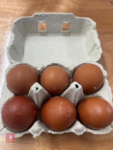 6 COPPER MARAN HATCHING EGGS - BIDS PER GROUP