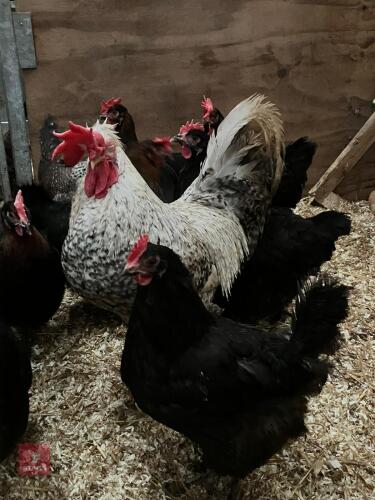 COPPER MARAN HEN & CREAM LEGBAR COCK - BIDS PER LIFE