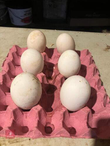 6 EMBDEN GOOSE HATCHING EGGS - BIDS PER GROUP