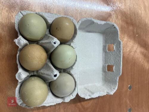 6 OLIVE EGGER HATCHING EGGS - BIDS PER GROUP