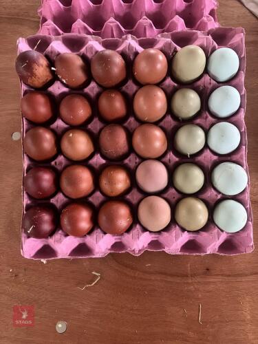 12 RAINBOW HATCHING EGGS - BIDS PER GROUP
