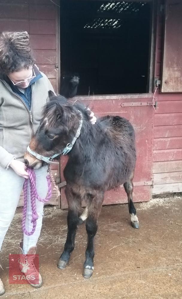 10MO DARTMOOR HILL FILLY PONY