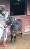 10MO DARTMOOR HILL FILLY PONY