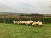 20 CHEVIOT X MULE IN LAMB EWE HOGGS - BIDS PER LIFE - 9