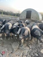 3 BRITISH SADDLEBACK BOARS - BIDS PER LIFE