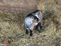 11MO PYGMY NANNY GOAT - 4