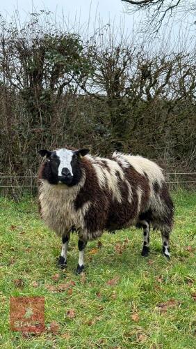 DUTCH SPOTTED SHEARLING RAM
