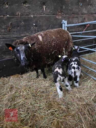 2YO PEDIGREE DUTCH SPOTTED EWE & 2 LAMBS - BIDS FOR THE GROUP