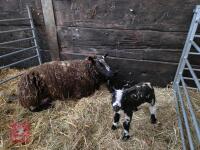 2YO PEDIGREE DUTCH SPOTTED EWE & 2 LAMBS - BIDS FOR THE GROUP - 2