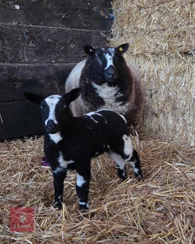 4YO PEDIGREE DUTCH SPOTTED EWE & LAMB - BIDS FOR THE GROUP