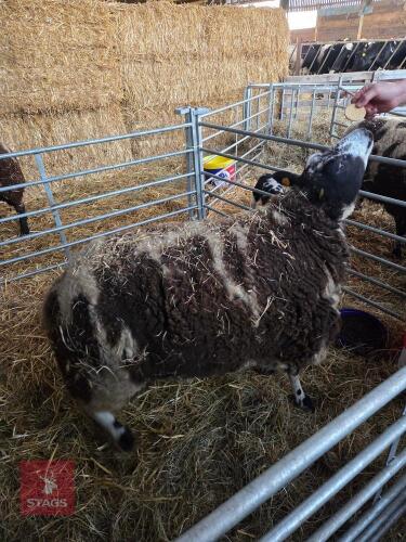 PEDIGREE DUTCH SPOTTED EWE WITH RAM LAMB - BIDS FOR THE GROUP
