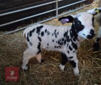 PEDIGREE DUTCH SPOTTED EWE WITH RAM LAMB - BIDS FOR THE GROUP - 2