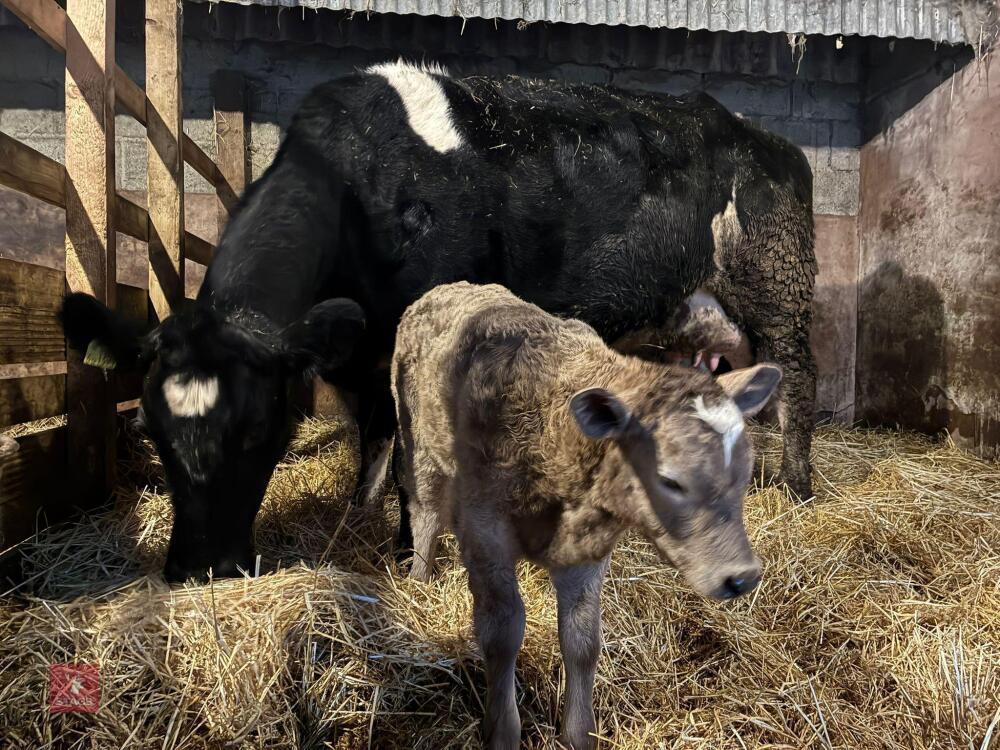 8YO BRITISH BLUE COW & CALF AT FOOT - BIDS FOR THE GROUP