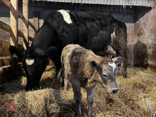 8YO BRITISH BLUE COW & CALF AT FOOT - BIDS FOR THE GROUP