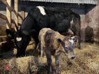 8YO BRITISH BLUE COW & CALF AT FOOT - BIDS FOR THE GROUP