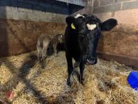 8YO BRITISH BLUE COW & CALF AT FOOT - BIDS FOR THE GROUP - 3