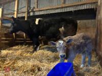 8YO BRITISH BLUE COW & CALF AT FOOT - BIDS FOR THE GROUP - 4
