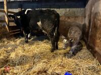 8YO BRITISH BLUE COW & CALF AT FOOT - BIDS FOR THE GROUP - 5
